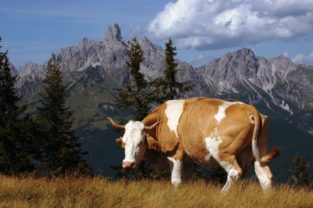 Glückliche Alm - Kuh