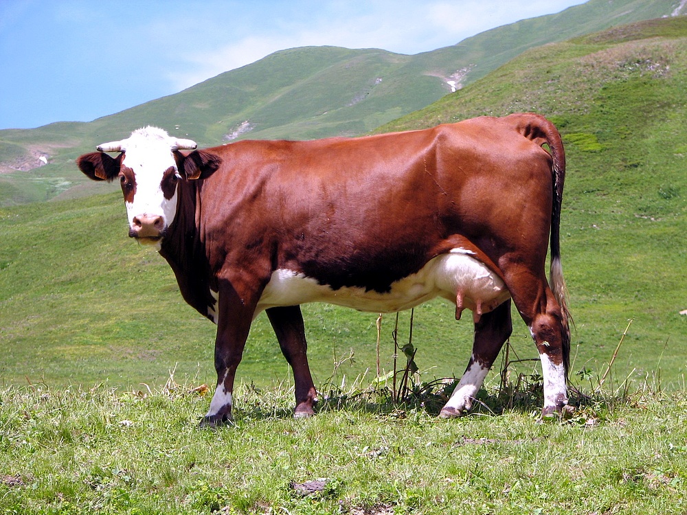 Glückliche Alpenkuh