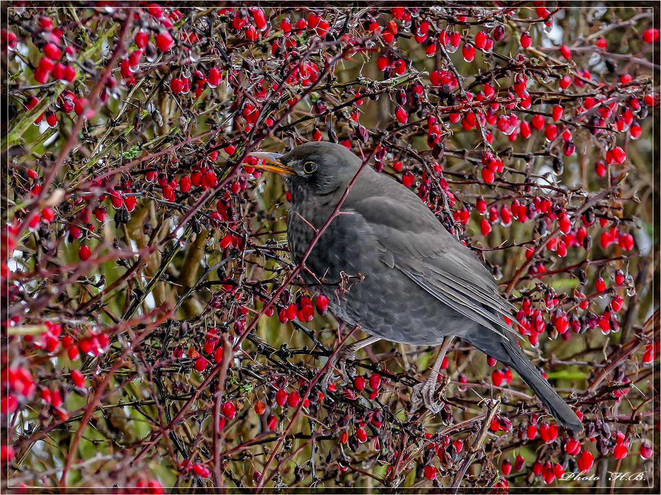 Glückliche Amsel