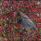 Glückliche Amsel