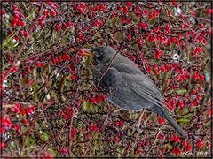 Glückliche Amsel