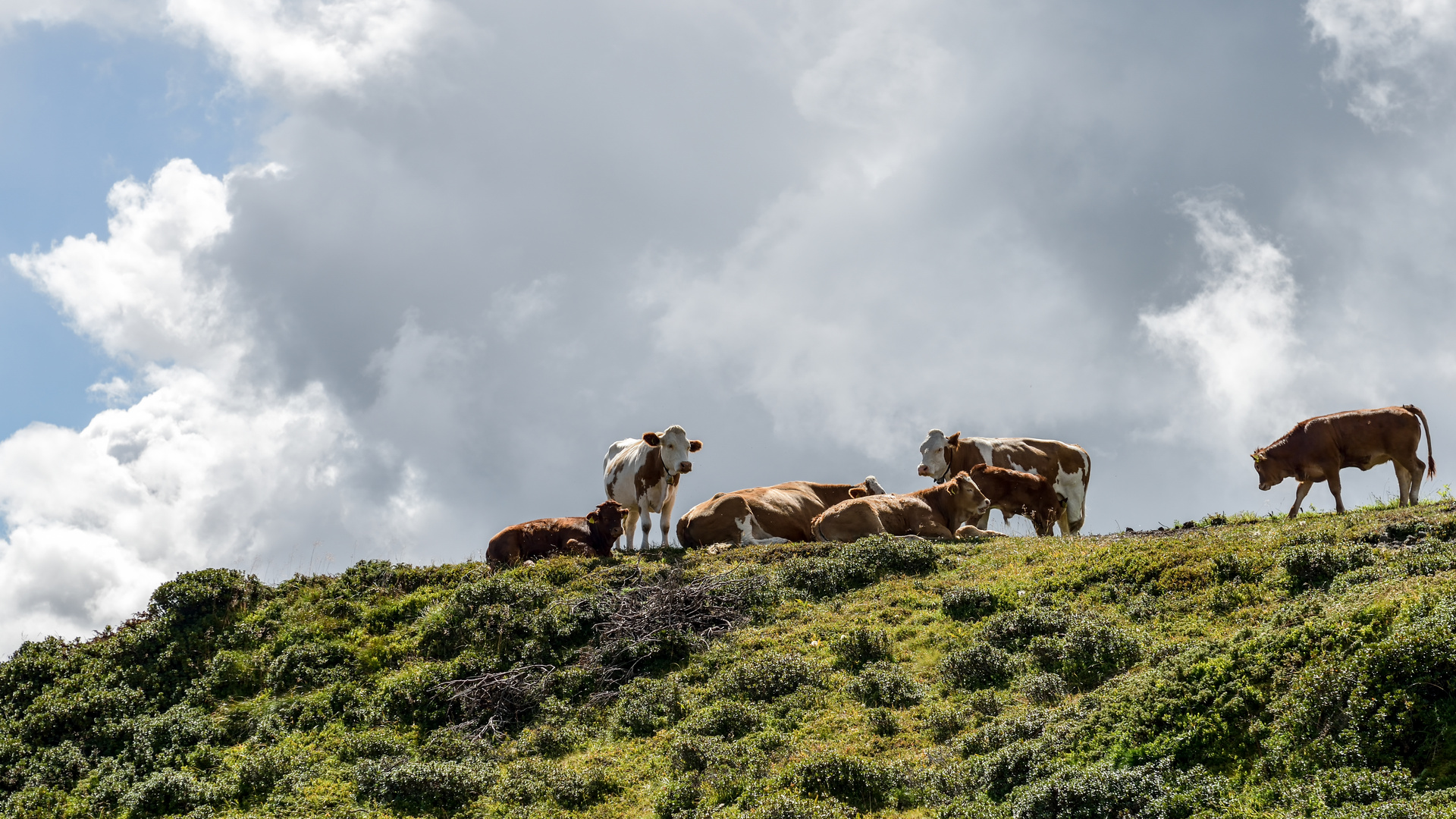 glückliche ... auf der Seiser Alm