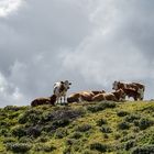 glückliche ... auf der Seiser Alm