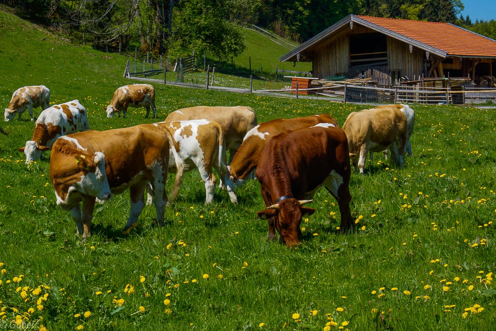 Glückliche bayrische Kühe