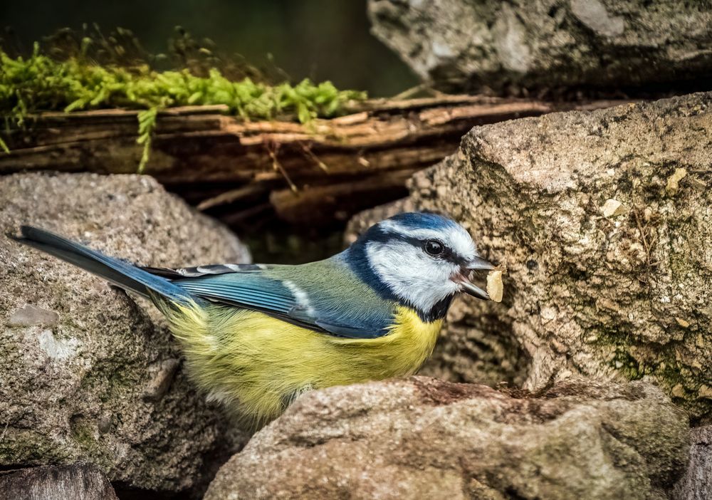 "GLÜCKLICHE BLAUMEISE"