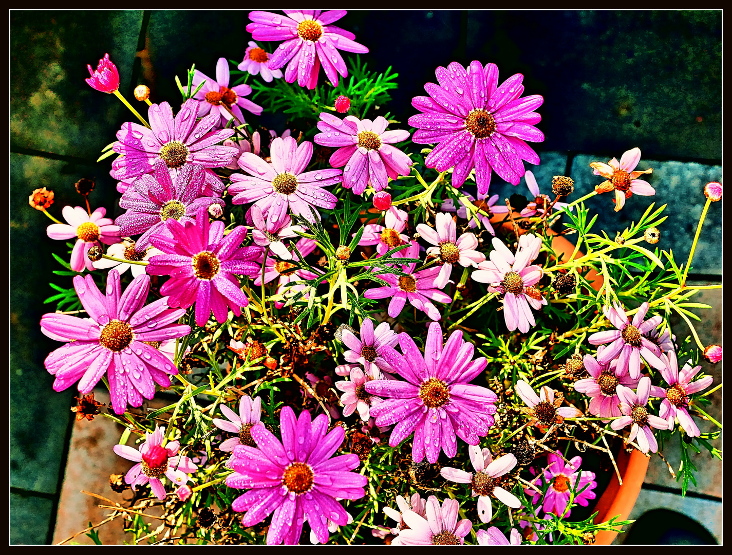 Glückliche Blumen im November