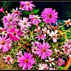 Glückliche Blumen im November