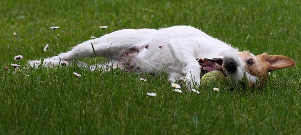 Glückliche Bruni