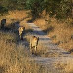 Glückliche Cheetahs (Geparde)