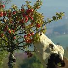 Glückliche Eichsfelderin