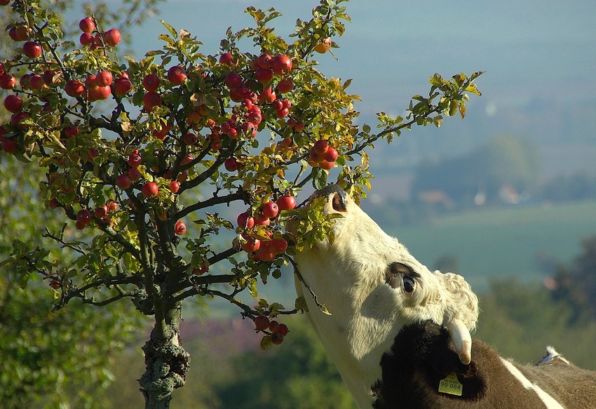 Glückliche Eichsfelderin