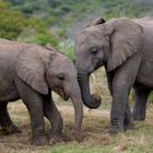 Glückliche Elefanten