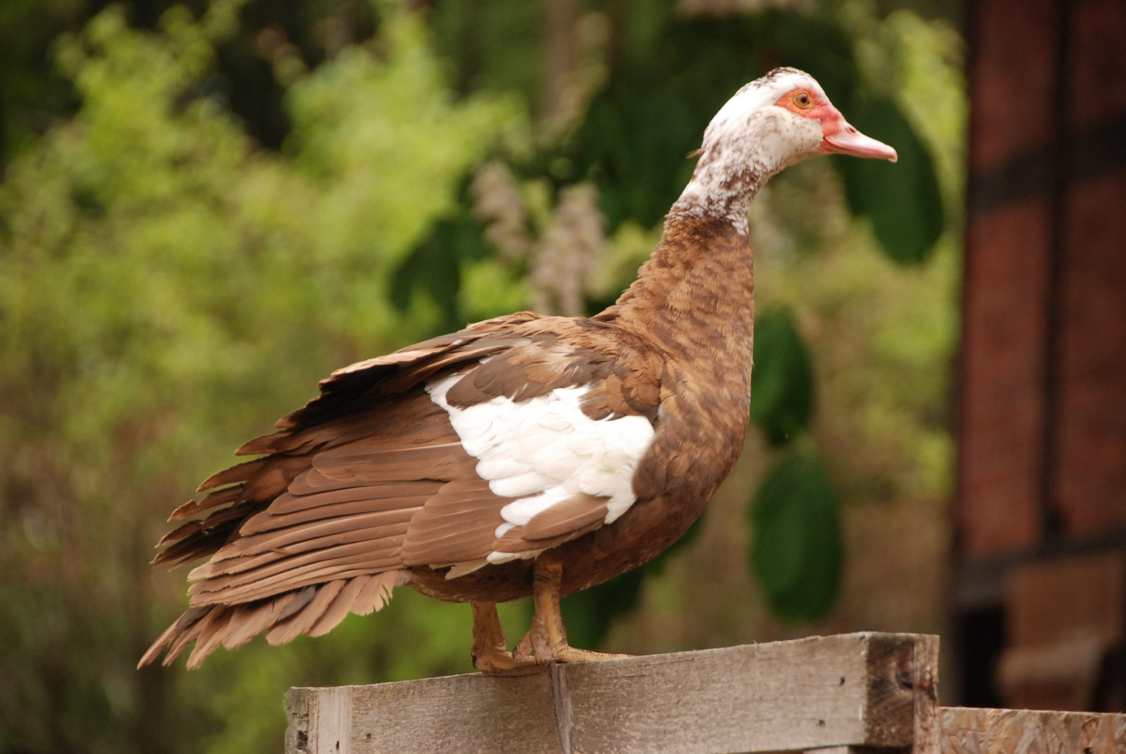 Glückliche Ente in chocolate white