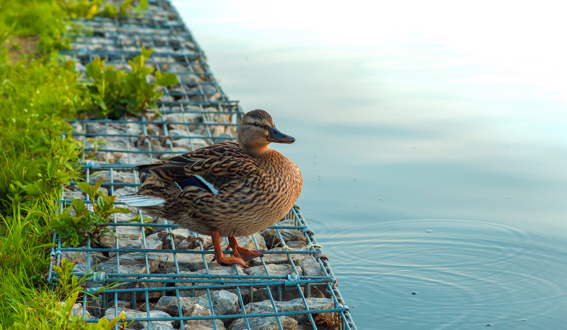 glückliche Ente in Trais-Horloff