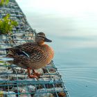 glückliche Ente in Trais-Horloff