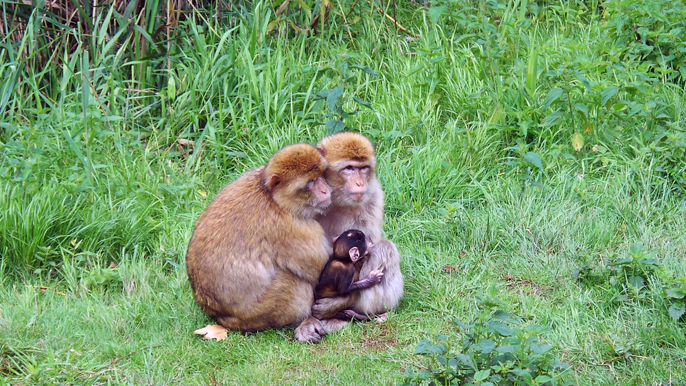 Glückliche Familie