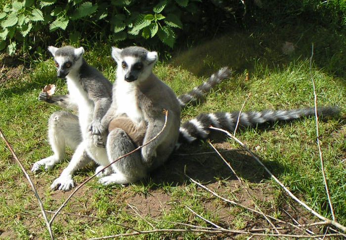 Glückliche Familie