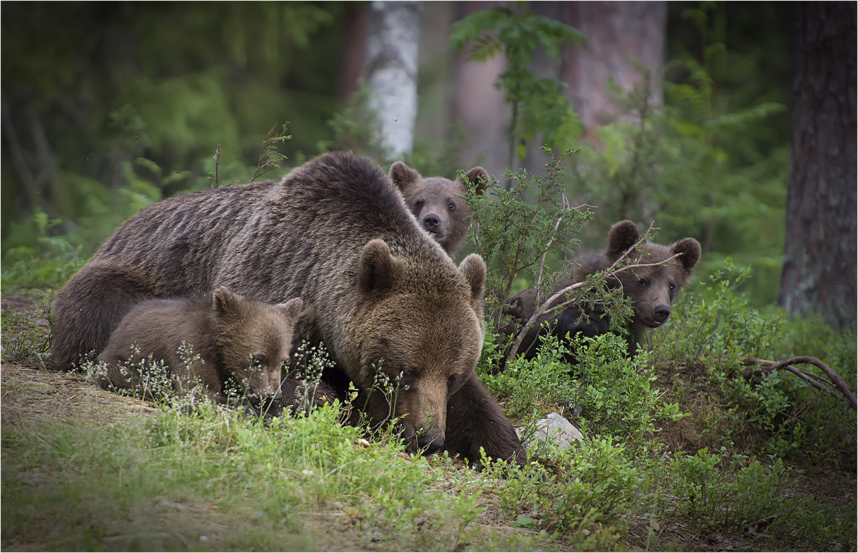 Glückliche Familie