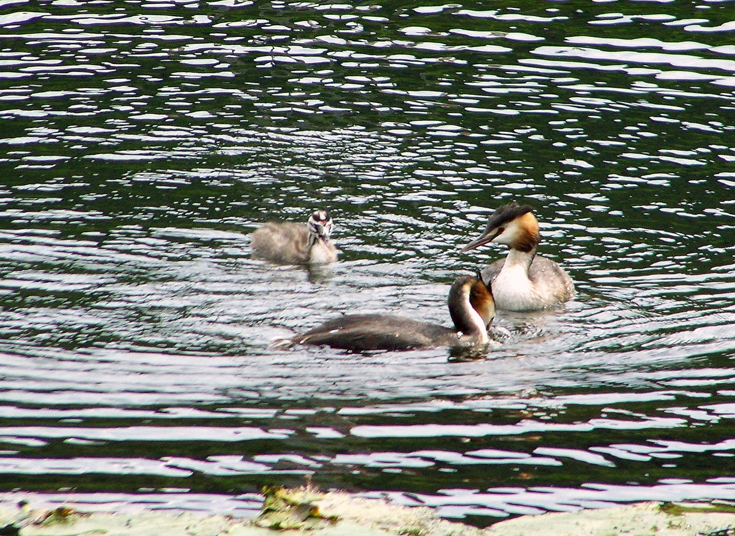 Glückliche Familie