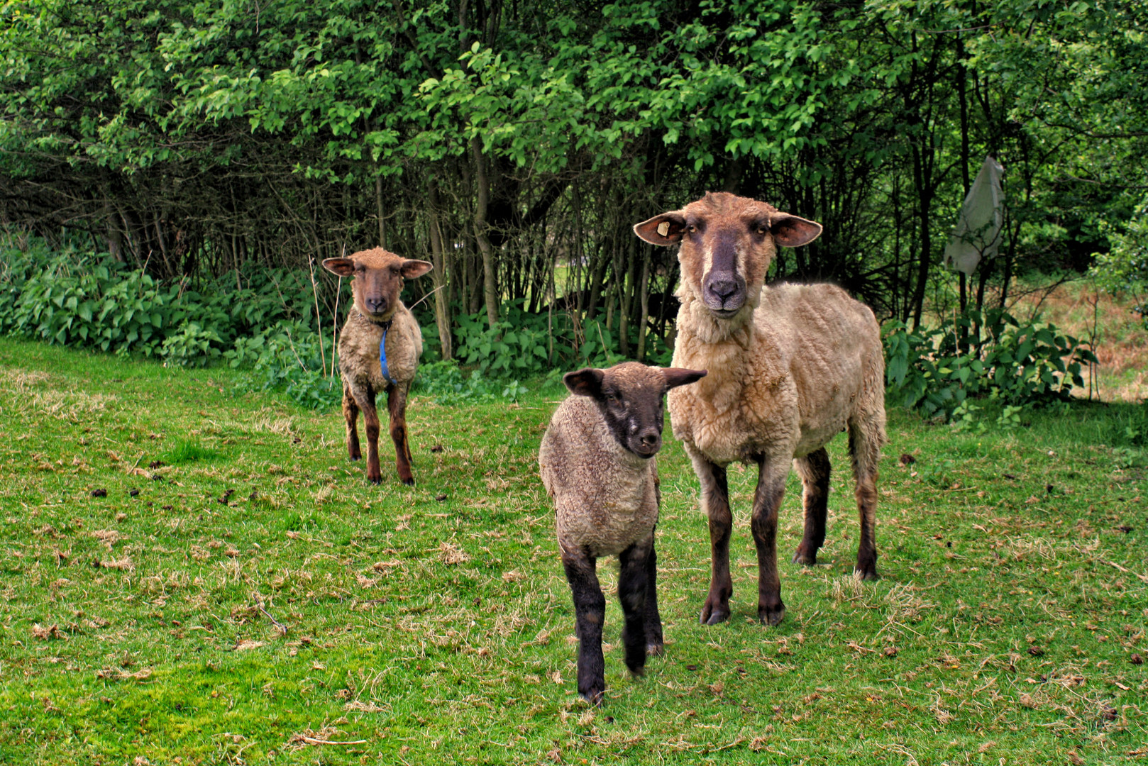 glückliche familie