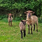 glückliche familie