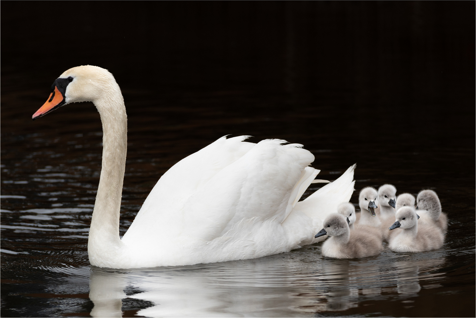 glückliche Familientage