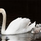 glückliche Familientage