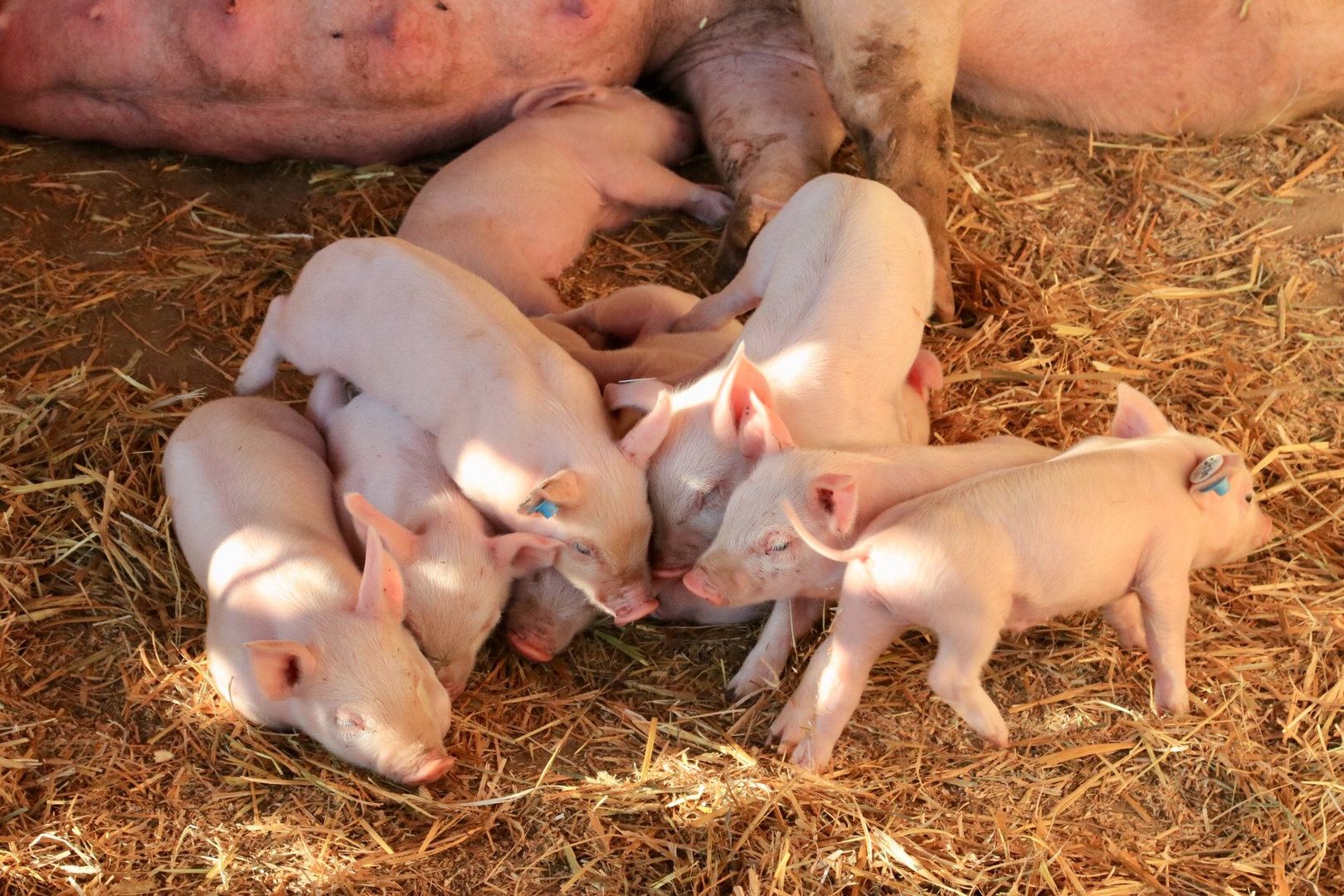 Glückliche Ferkel auf dem Biohof