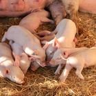 Glückliche Ferkel auf dem Biohof