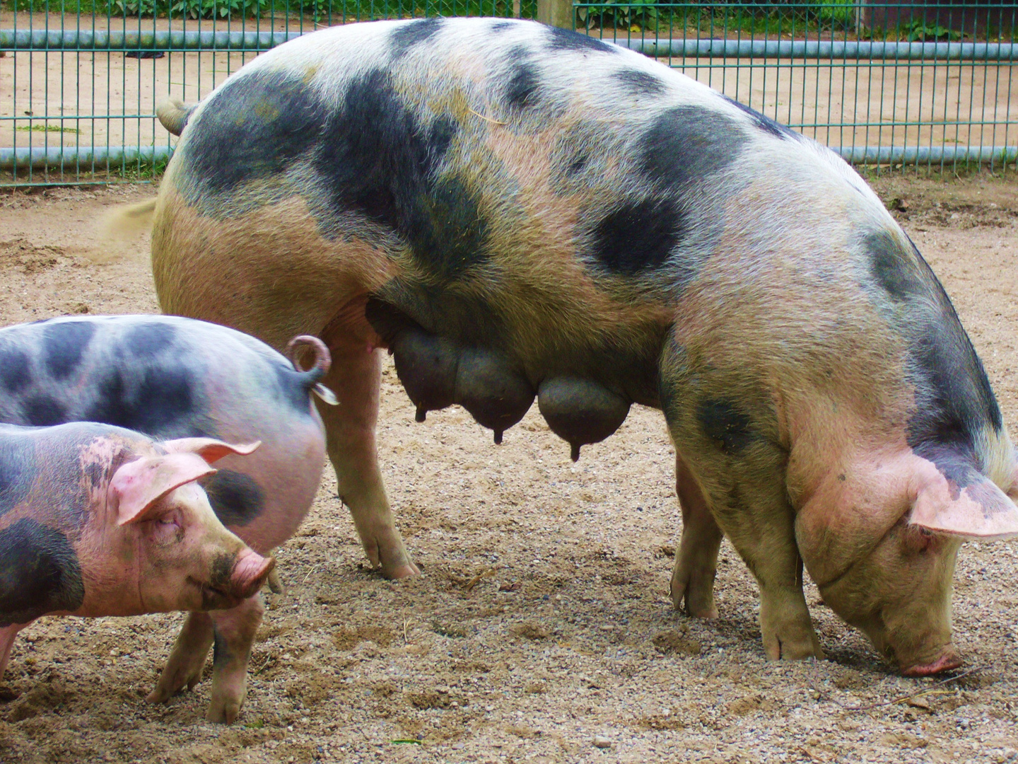 Glückliche Ferkel