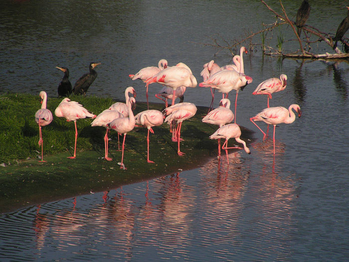 glückliche Flamingos