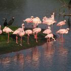 glückliche Flamingos
