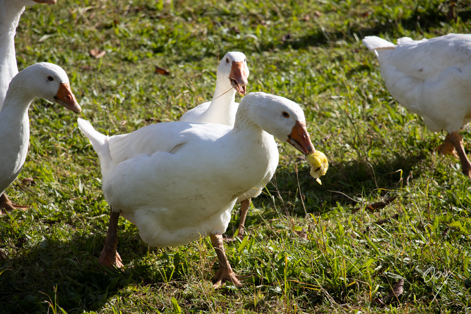 glückliche Gänse 3