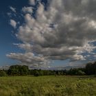 Glückliche Glanrinder auf weiten saftigen Weiden in der Wahner Heide