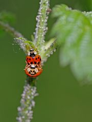 glückliche Glückskäferchen