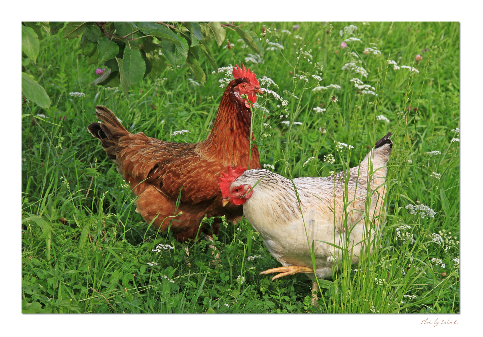 glückliche Hühner Foto & Bild tiere, haustiere, nutztiere Bilder auf