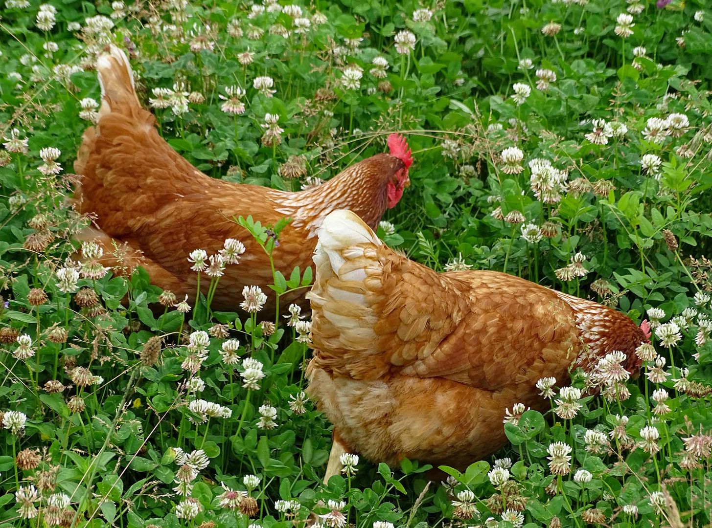 glückliche Hühner Foto & Bild tiere, haustiere, nutztiere Bilder auf