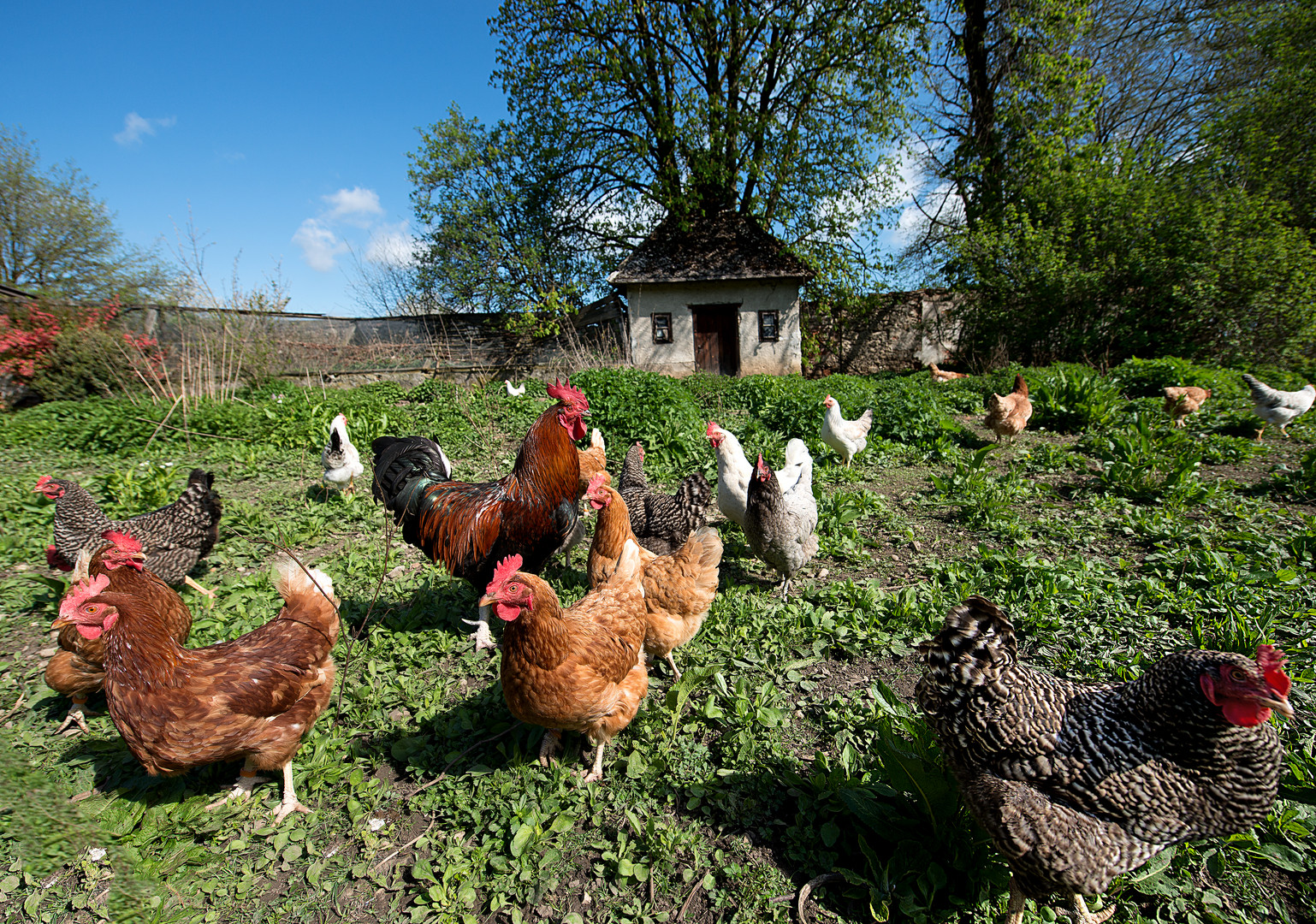 Glückliche Hühner Foto & Bild tiere, haustiere, nutztiere Bilder auf
