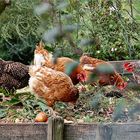glückliche Hühner auf dem Kompost