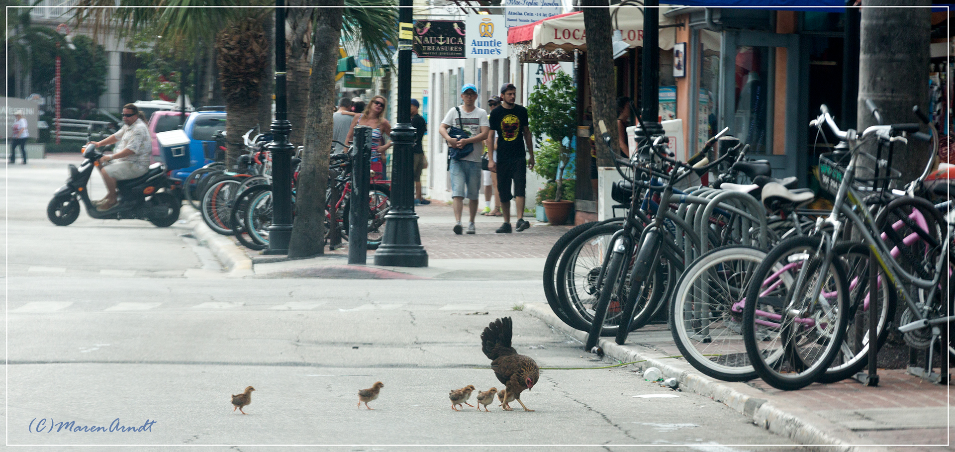 Glückliche Hühner auf Key West