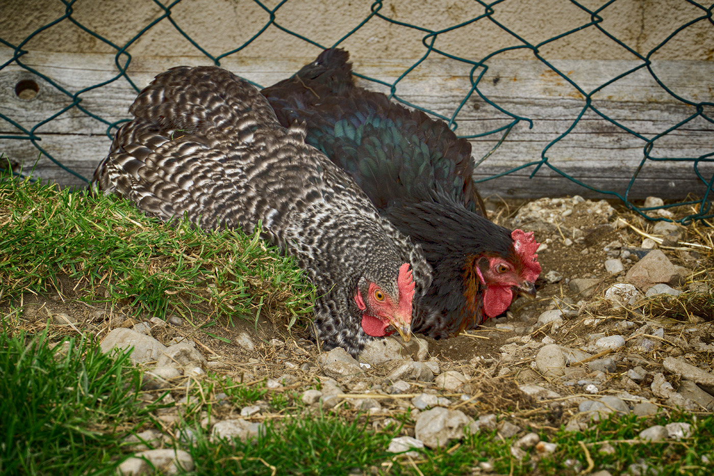 Glückliche Hühner