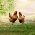 glückliche Hühner 