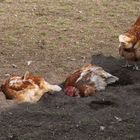Glückliche Hühner
