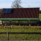 glückliche Hühner - und  „freilaufende" Eier . . .