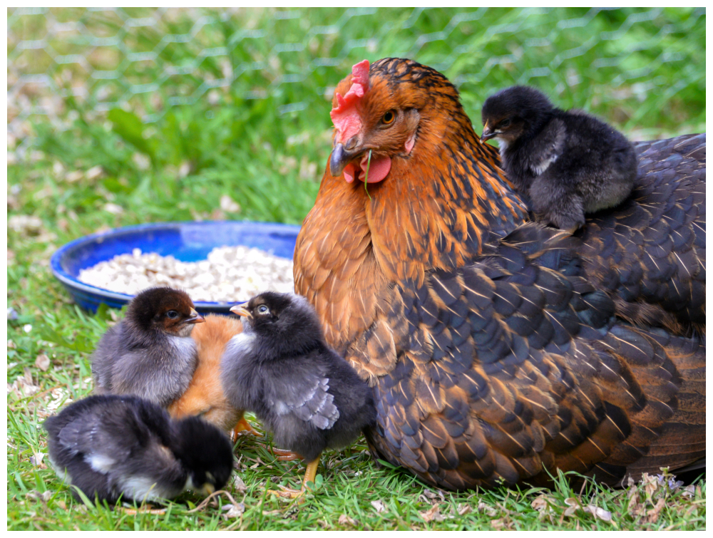 Glückliche Hühnerfamilie