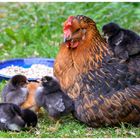 Glückliche Hühnerfamilie