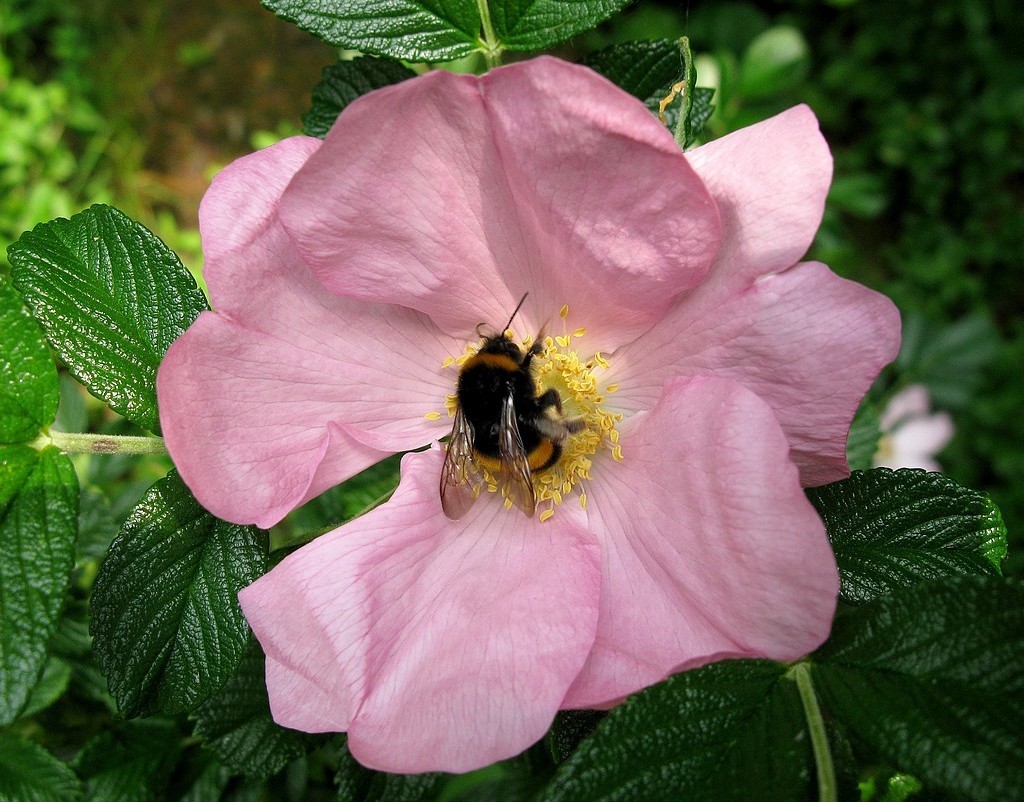 Glückliche Hummel