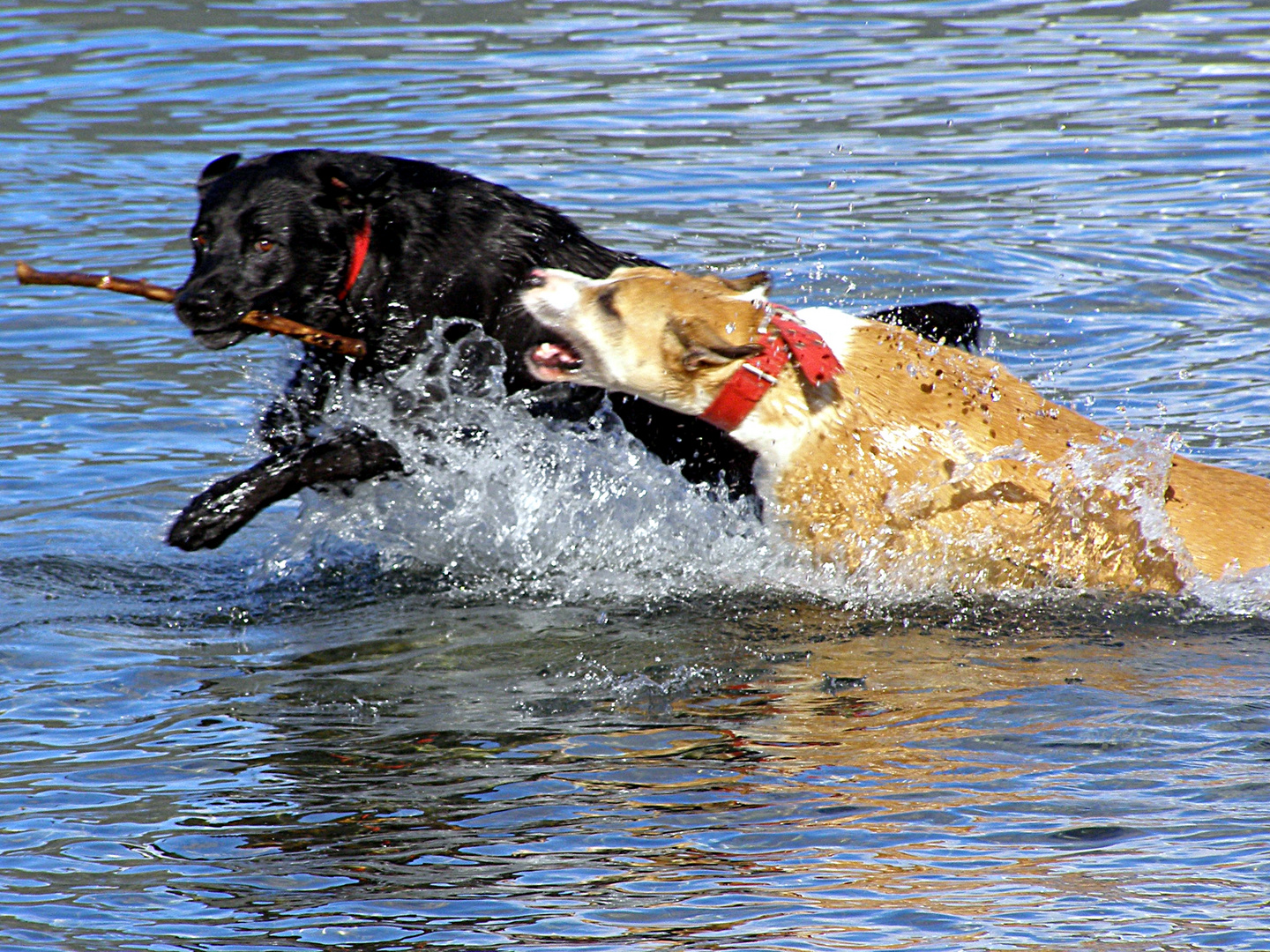 Glückliche Hunde