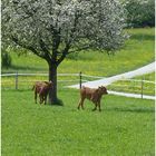 glückliche Jugend