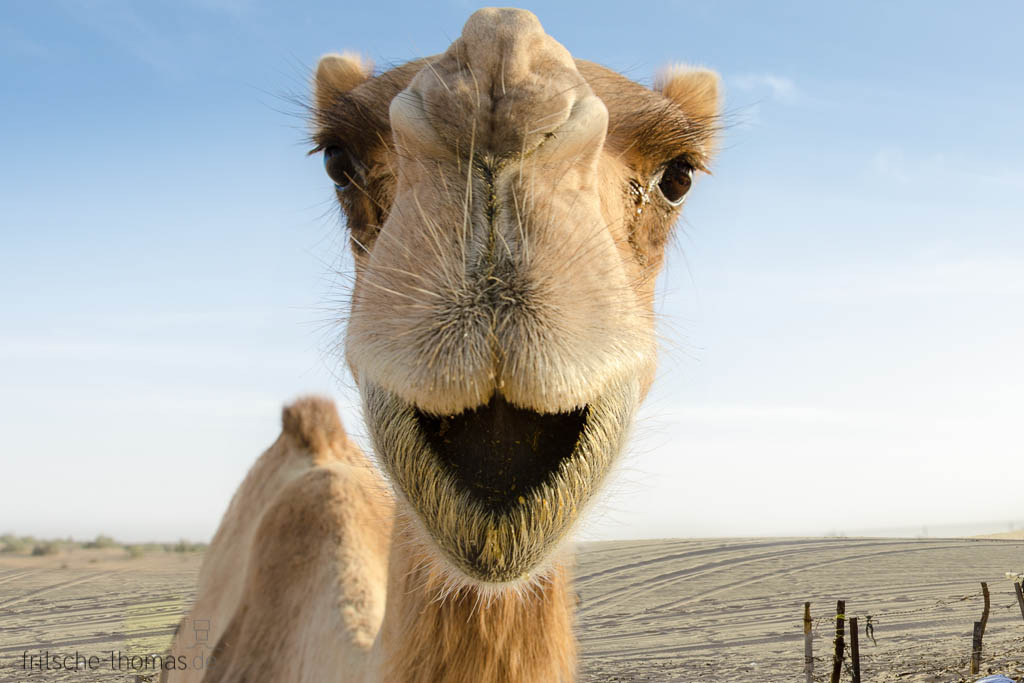 Glückliche Kamele Foto & Bild tiere, lachen, smile Bilder auf